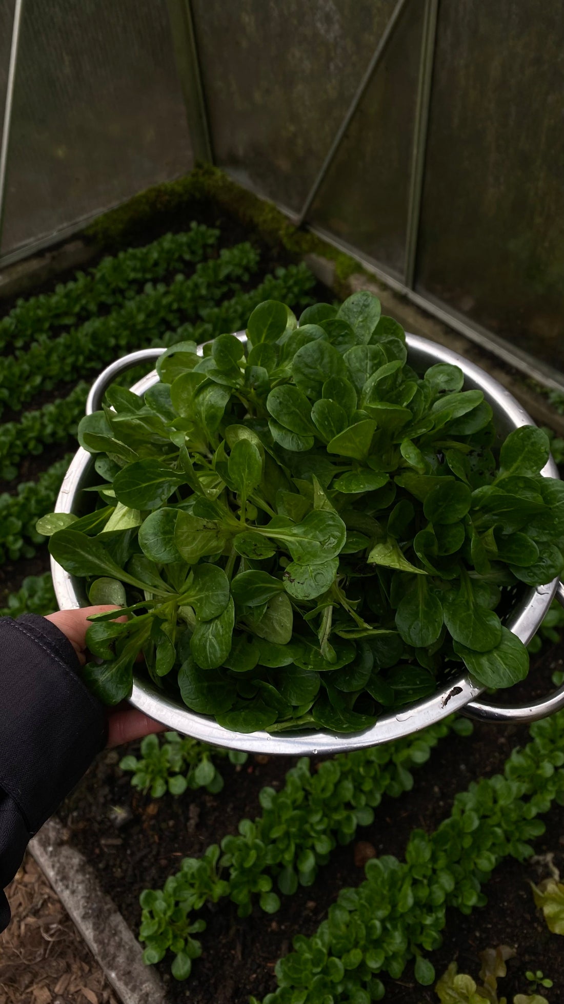 Herbstbeet anlegen: Dieses Gemüse kannst du im September noch anbauen
