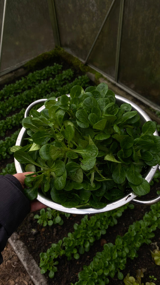 Herbstbeet anlegen: Dieses Gemüse kannst du im September noch anbauen