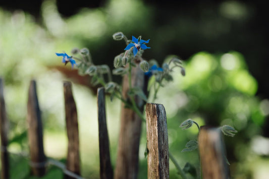 Begleitpflanzen im Gemüsegarten – natürliche Helfer für gesunde Beete