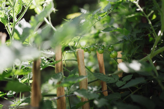 Einfach erklärt: Fruchtwechsel für Gartenanfänger – der Schlüssel zu gesunden Pflanzen