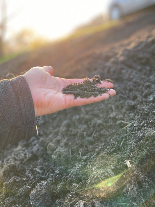 Gesunde Erde, mehr Ernte – warum das nur mit einem Beetplan funktioniert