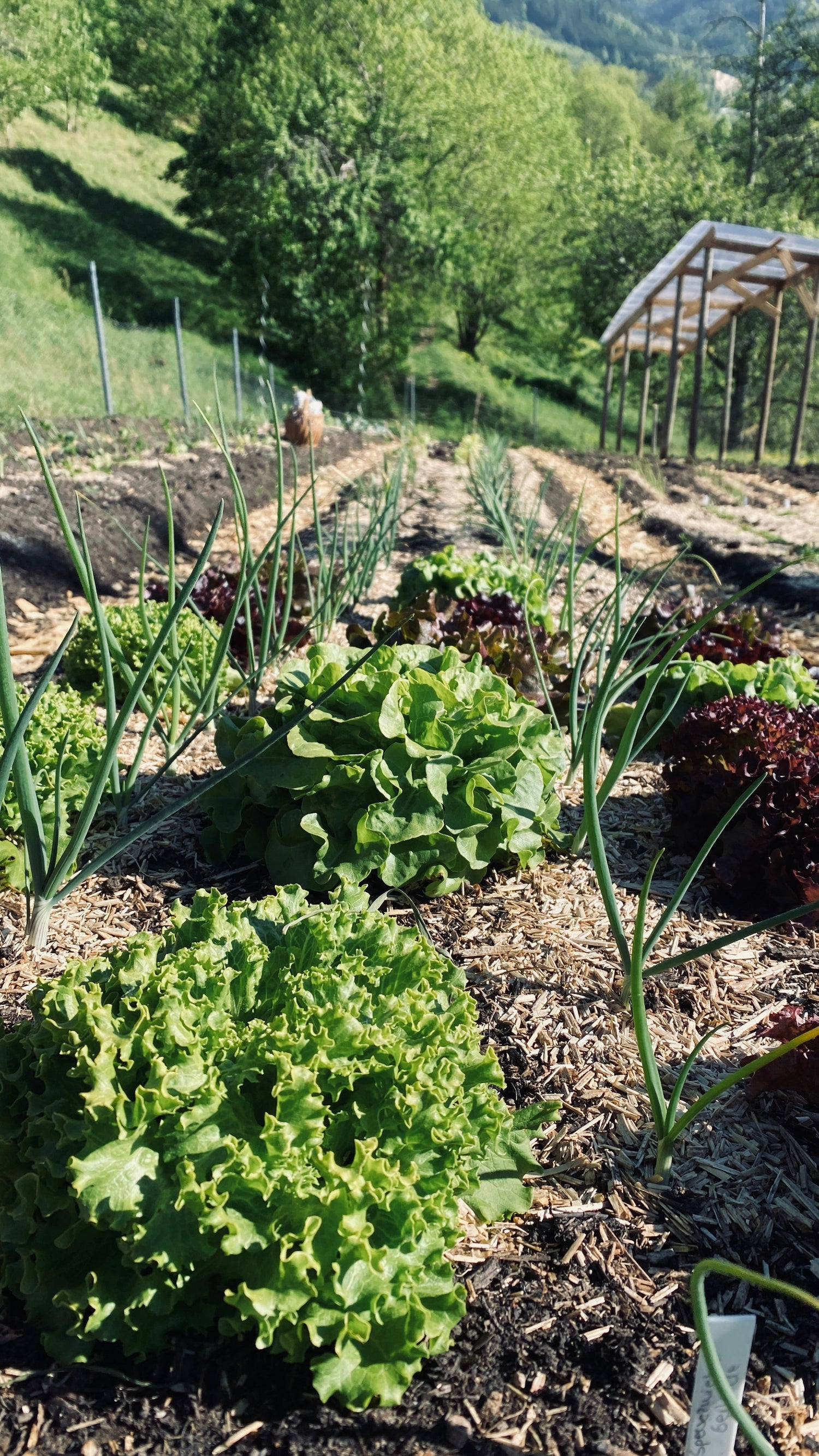 Gemüsegarten planen für große Gärten & Selbstversorgung