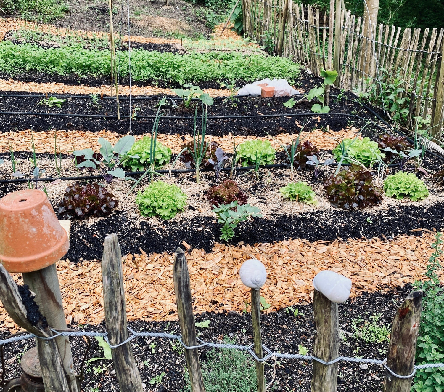 Großer Gemüsegarten, der Bepflanzt ist mit Salat und Zwiebeln in der Mischkultur 